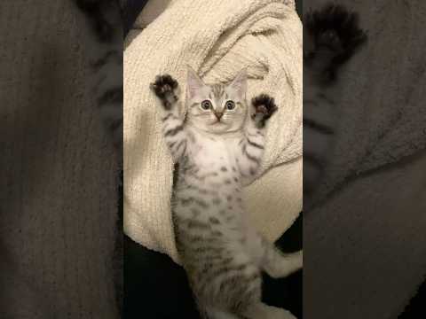 子猫の頃から愛情たっぷりに育てられた結果...!! #cat #猫