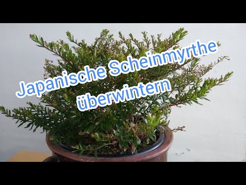 Japanese false myrtle overwintering Cuphea hyssopifolia False myrtle overwintering hardy frost