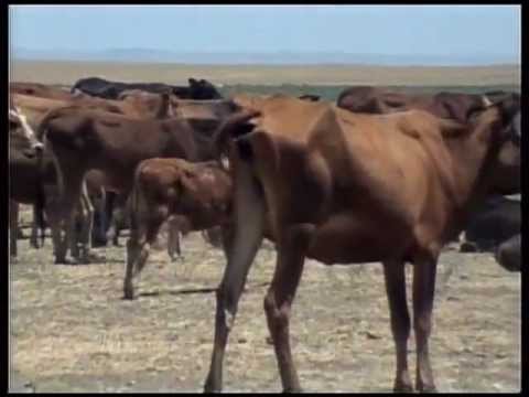 First Crusade - Advance into Asia Minor (2) - Breaking of the Oath at Edessa