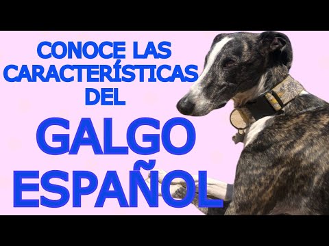 EL GALGO Y SUS CARACTERÍSTICAS ¿Sabías que el galgo puede dormir 18 horas al día?
