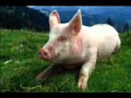 Glukoza - Schweine slow mp3 