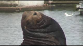 preview picture of video 'Cat Checks out Sea Lions'