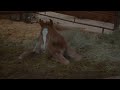 Sesame Street H Is For Horses