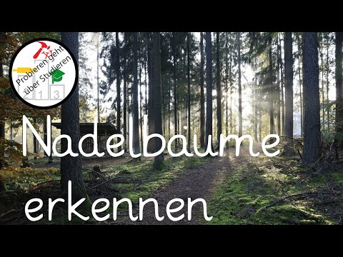 Die wichtigsten Nadelbäume🌲 & Begleitpilze 🍄  schnell erkennen und unterscheiden