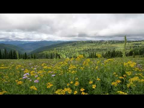2 minutes of tranquility - Experience a high plateau meadow in Granby Provincial Park, BC Canada.