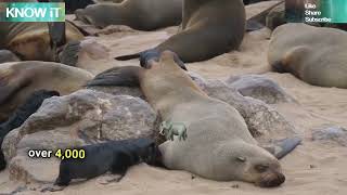 30 Exciting Facts About Seals | KNOW iT