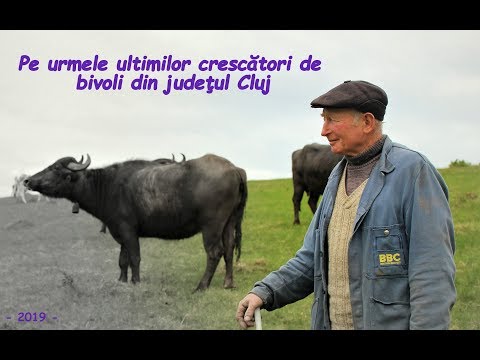 ”Pe urmele ultimilor crescători de bivoli din județul Cluj” - FILM 2019 -