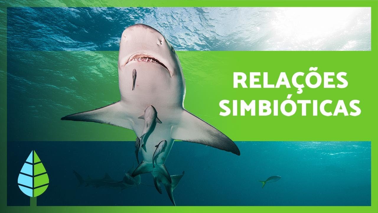 O que é SIMBIOSE? 🐠🦐 Mutualismo, Comensalismo, Parasitismo + EXEMPLOS 🐦