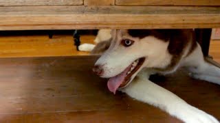 Laika's SECRET MISSION!