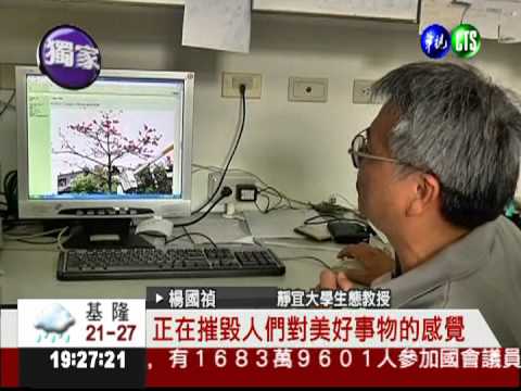 公路局辣手摧花 木棉樹一夜禿了!