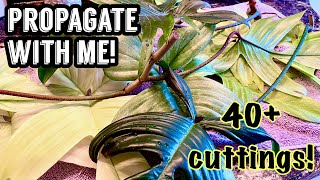 Propagate with Me!