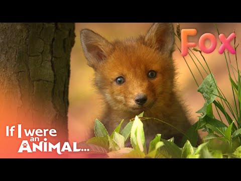 If I were an Animal - THE FOX | Full Episode 04 | Wild Animal World