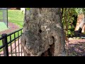 So Many Carpenter Ants In the Tree in Highland Park, NJ
