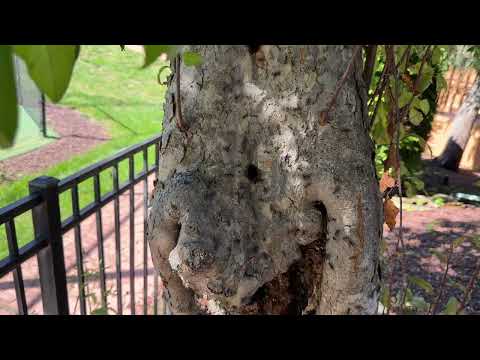 So Many Carpenter Ants In the Tree in Highland Park, NJ