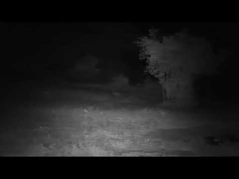 Djuma: Genet out hunting - 22:46 - 11/01/20