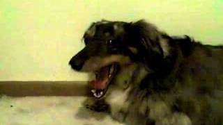 Dachshund yawn!