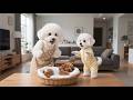 Baby Puppy Learns To Share Love And Kindness From Mom Dog Every Day ️ Funny Dog ​​Videos