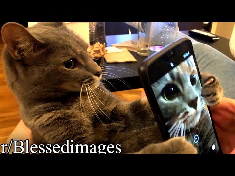 download lagu mp3 mp4 Cat Selfie, download lagu Cat Selfie gratis, unduh video klip Cat Selfie
