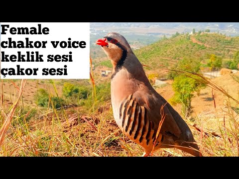 Female chakor best voice//Chakor voice//chakor sound//طایر الحجل// Keklik sesi#Its_khattak_official
