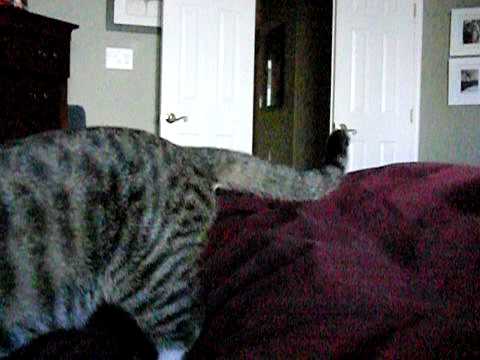 slow motion cat attack pounce