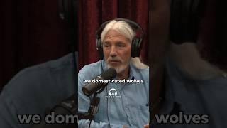 JRE - From WOLVES to DOGS: The FASCINATING Story of Canine DOMESTICATION #jre #joerogan #history