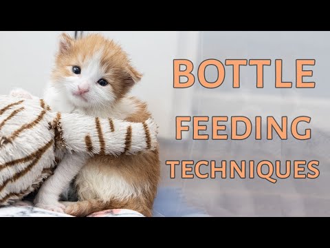 Two Ways to Bottle Feed a Kitten