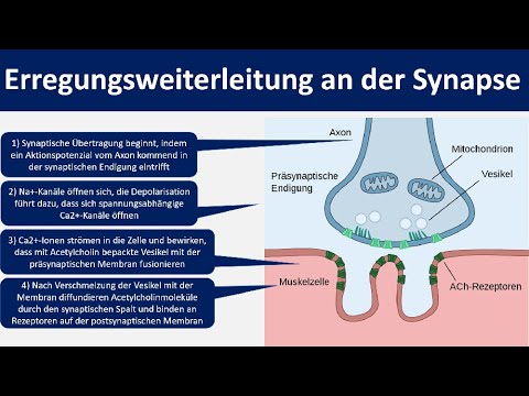 Excitation transmission at the synapse / chemical synapse [Neurobiology, advanced level]