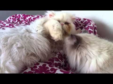 Cat Tries to Groom Other Cat