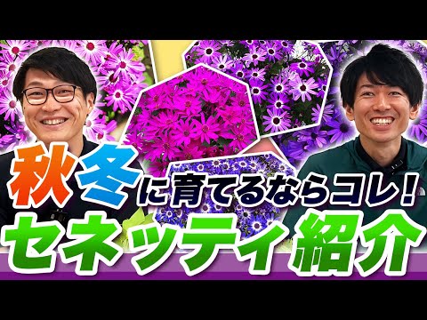 イヴ・シトンについて詳しく解説
