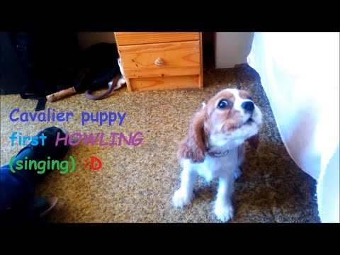 Cute Puppy Howl For The First Time! 🥰 Cavalier puppy first howling.