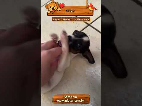 Vídeo de Pitoco