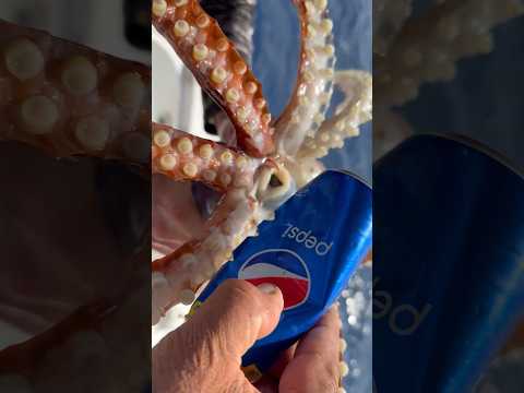 Giant Squid Bites Soda Can
