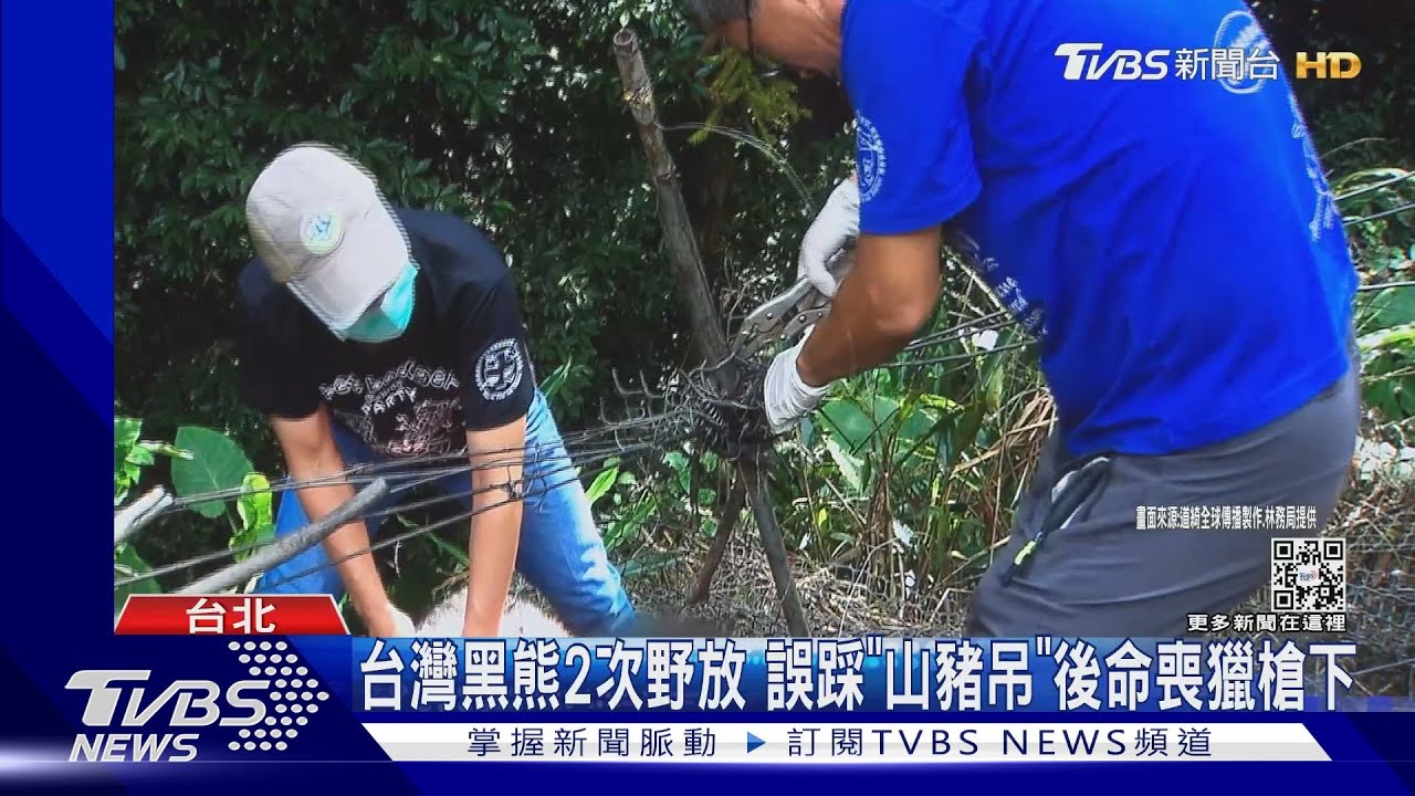 台灣黑熊2次野放 誤踩「山豬吊」後命喪獵槍下