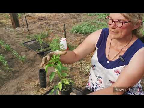 Wysadzam pomidory i paprykę, co dalej? - kilka przydatnych porad