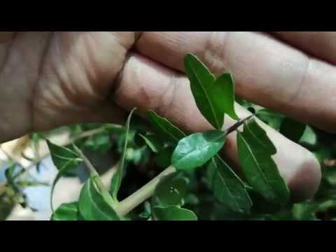 YAMADORI 山取り Descubriendo la pyracantha nativa de la vaca (luincho) hjd