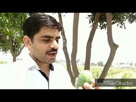 High Yielding Mango Variety