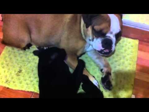 My cat and dog making love