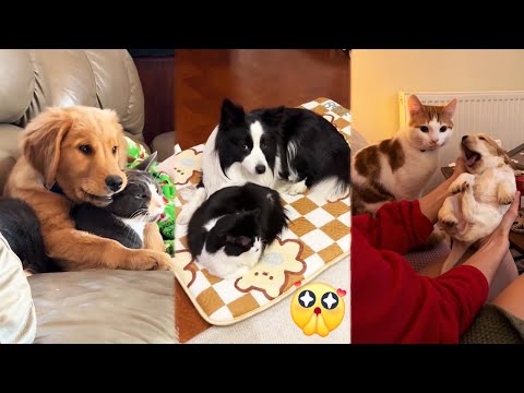Dogs Who Love Their Kitten Since The Moment They Met 🥰 CATS AND DOGS Friendship