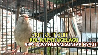 Download lagu kenari gacor panjang Cuit Cuit EMOSI, Pancingan Kenari Paud Belajar Bunyi, terapi AMPUH Kenari MACET mp3