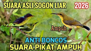 Download lagu Suara pikat sogon liar asli alam 100% ampuh 2026 mp3
