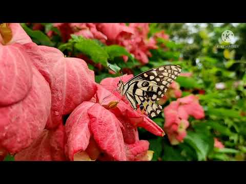 Garden tour||😍Assamese vlog||love flowers||🌸🌺🌻🌹🌷🌼🍁