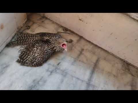 Cat and Indian koel