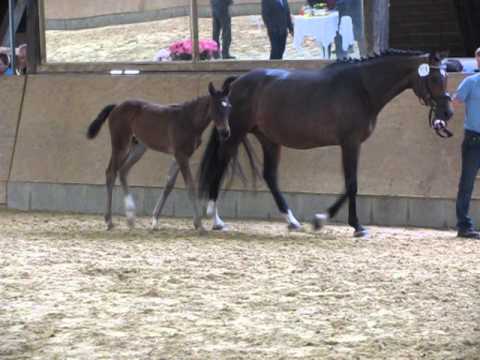 Fohlenschau Königslutter 20.Mai 2013
