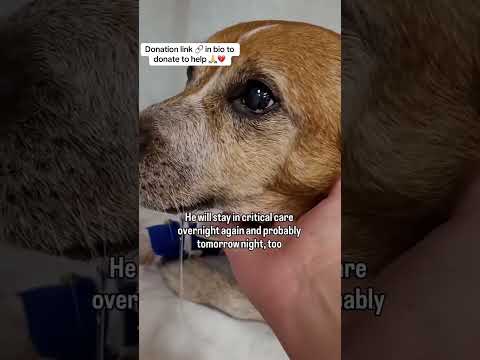 Can you help our rescue dogs⁉️🥺Link in our bio🫶 #amazon #rescuedog #chihuahua #shelter #florida