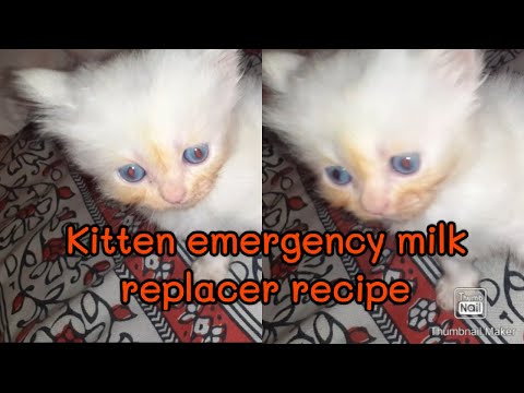 How to make emergency kitten milk replacer|kitten milk replacer recipe|kitten playing|pet life care.