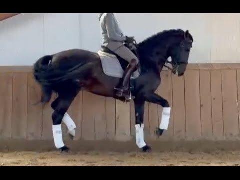 TEMPLO 2014, PRE-Andalusian stallion , advanced training , October 2024 video