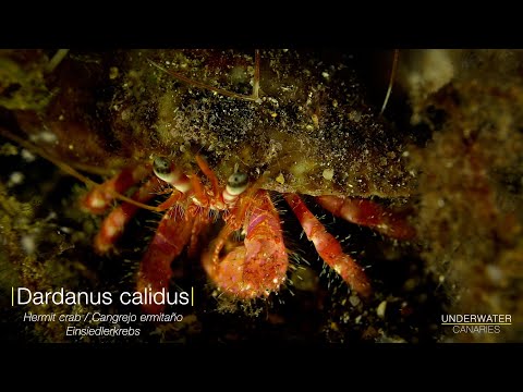 Dardanus calidus