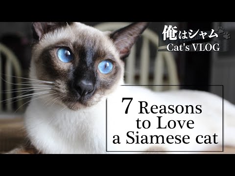 7 Reasons to Love a Siamese Cat｜Life with a cat