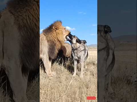 the lion helps the kangal dogs guard the sheep #lion #kangaldog #sheep #sheepfarming