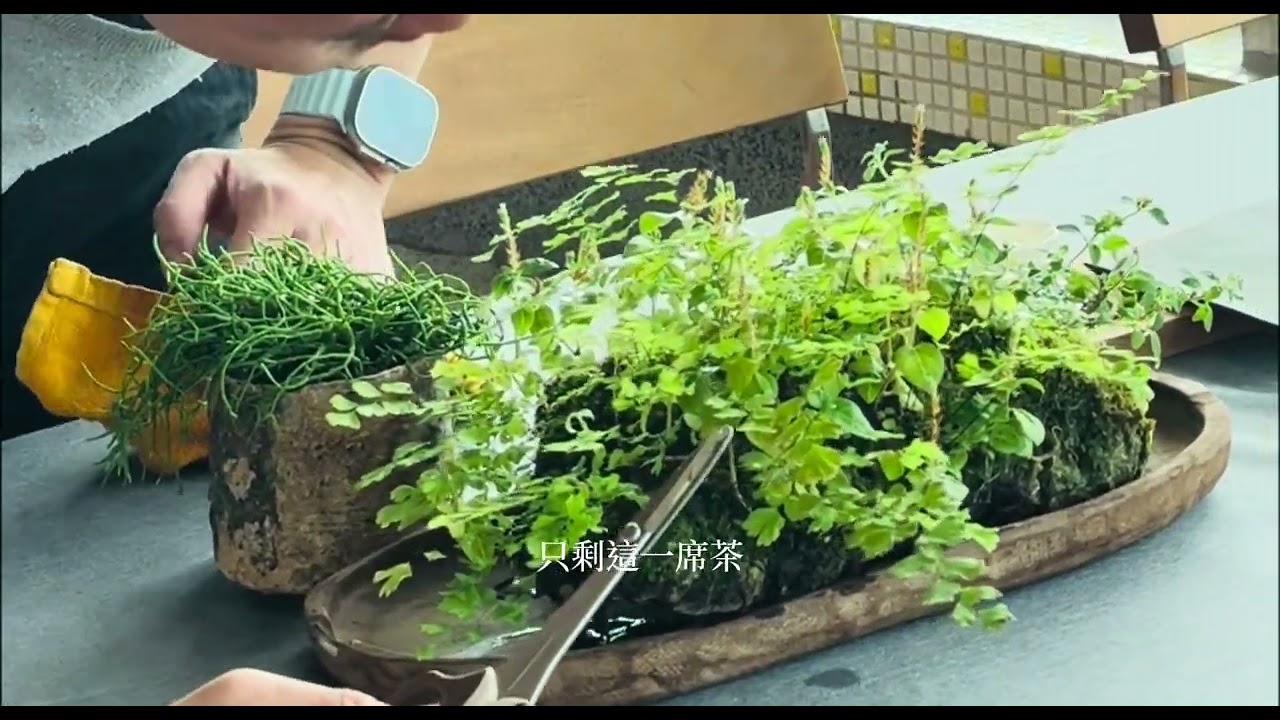 南方一席茶｜一首關於走遠、坐下來的歌